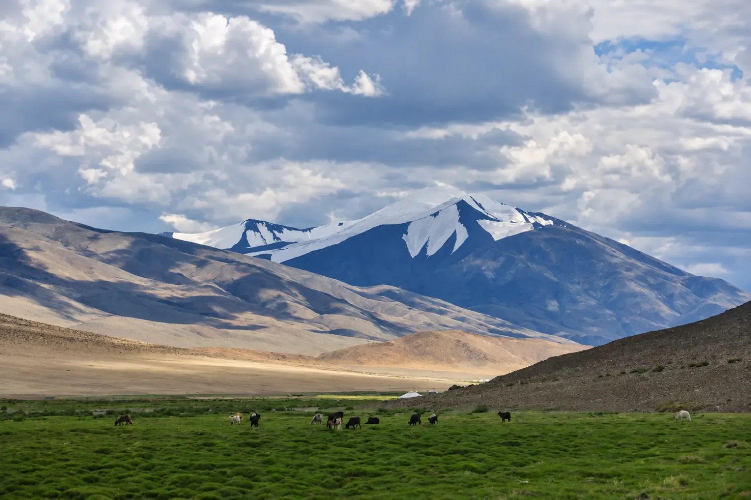 Grazing horses in a green meadow beneath snow-capped mountains